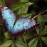 Casa delle farfalle cervia , farfalla blu