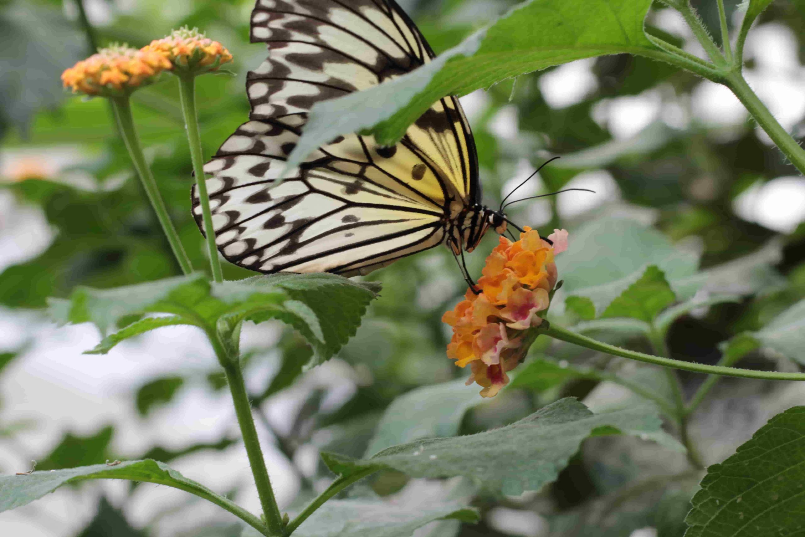 Farfalla bianca nera e gialla appoggiata su un fiore arancione alla casa delle farfalle